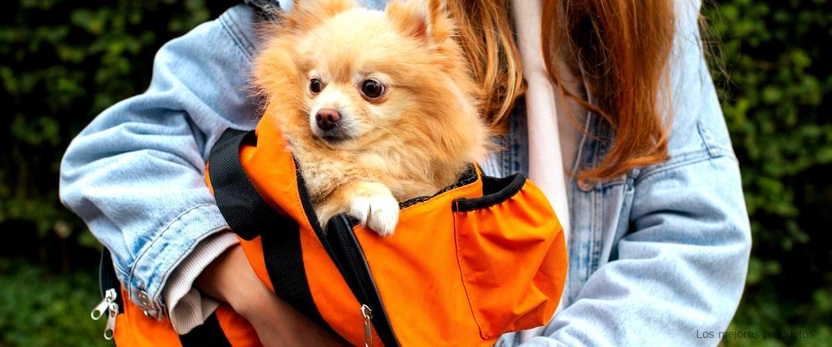 ¿Cuál es la mejor forma de transportar a un perro?