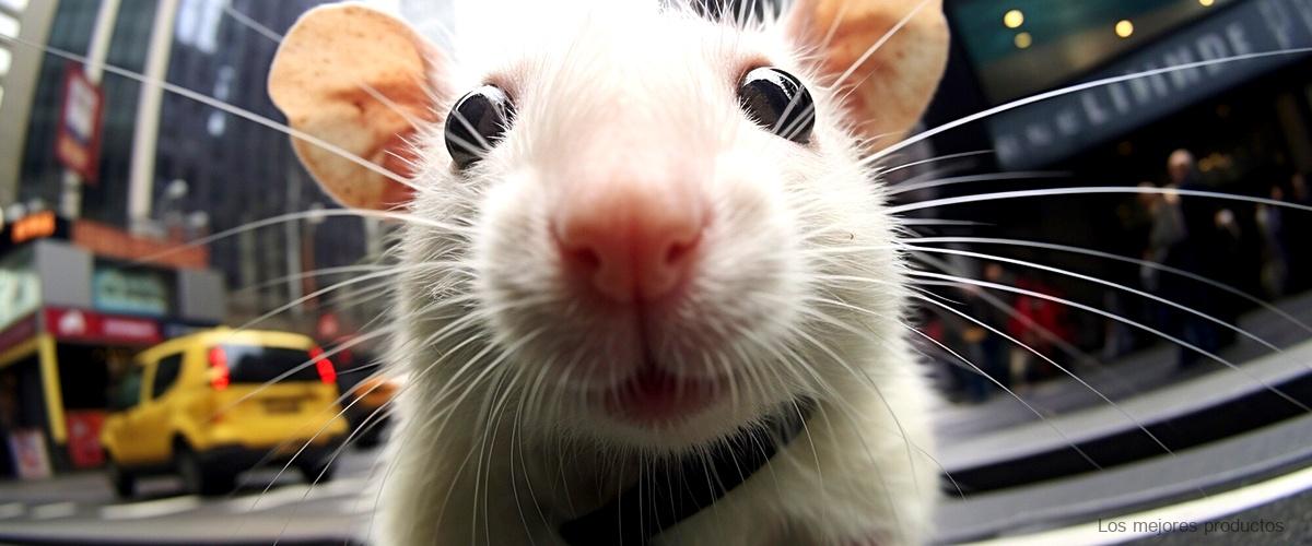 ¿Cuánto tiempo tarda una rata en caer en una trampa?