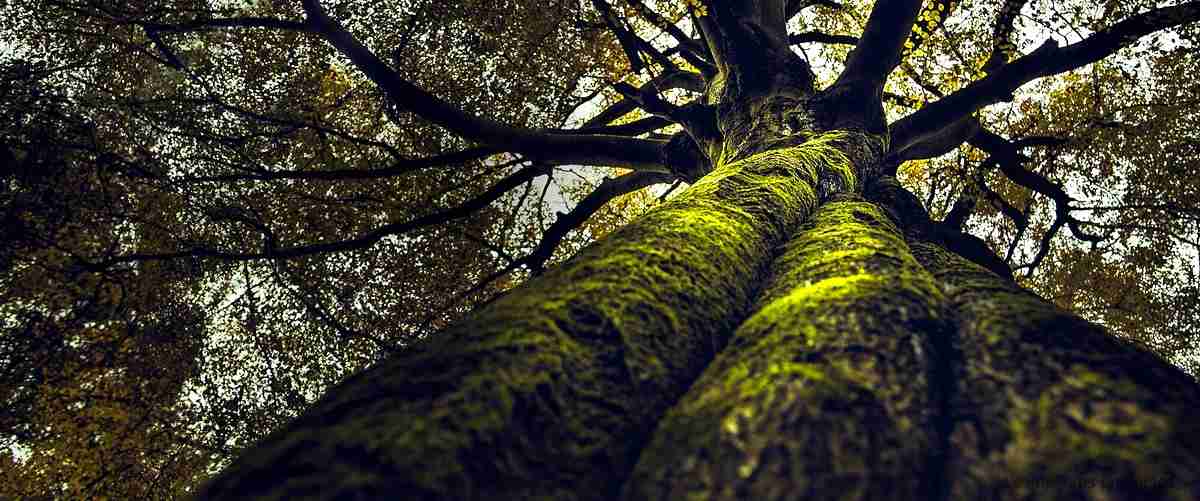 El bonsái de olivo: una joya para tu hogar