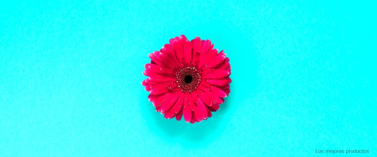 La belleza natural de React Flor de Mayo: descubre su máximo esplendor