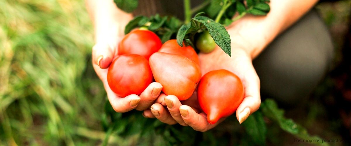 Los secretos detrás del delicioso sabor del tomate adora